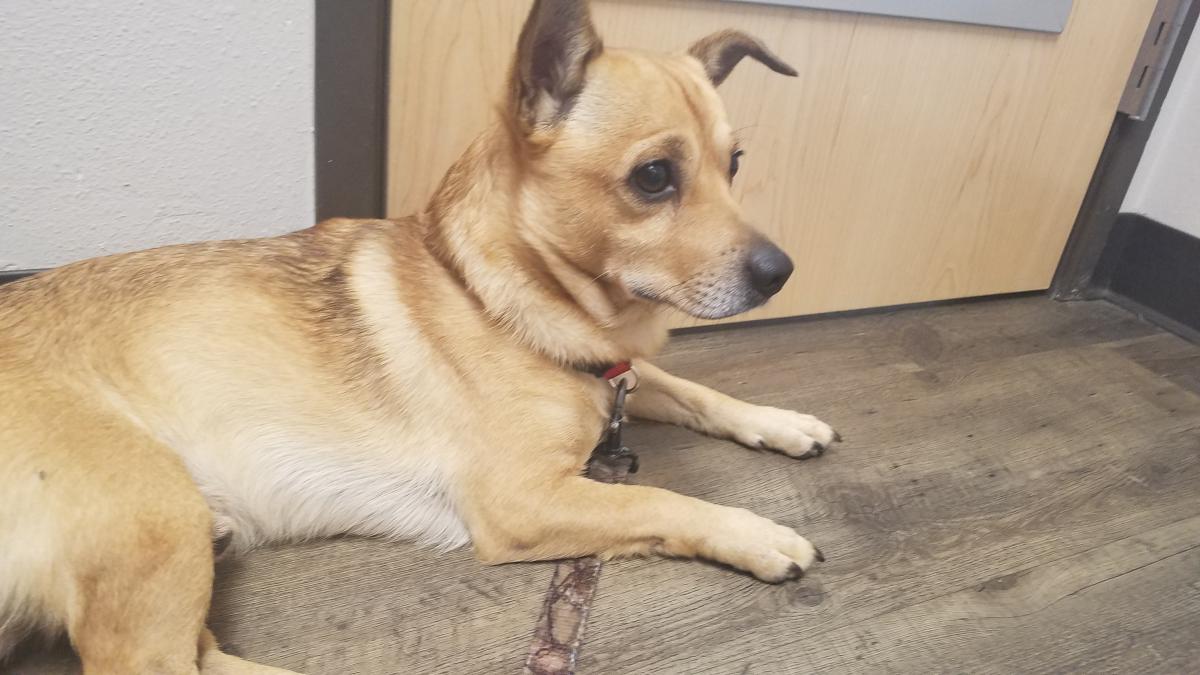 Image of No tags, Found Dog