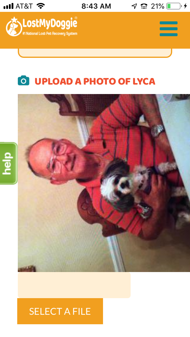 Image of Lyca, Lost Dog