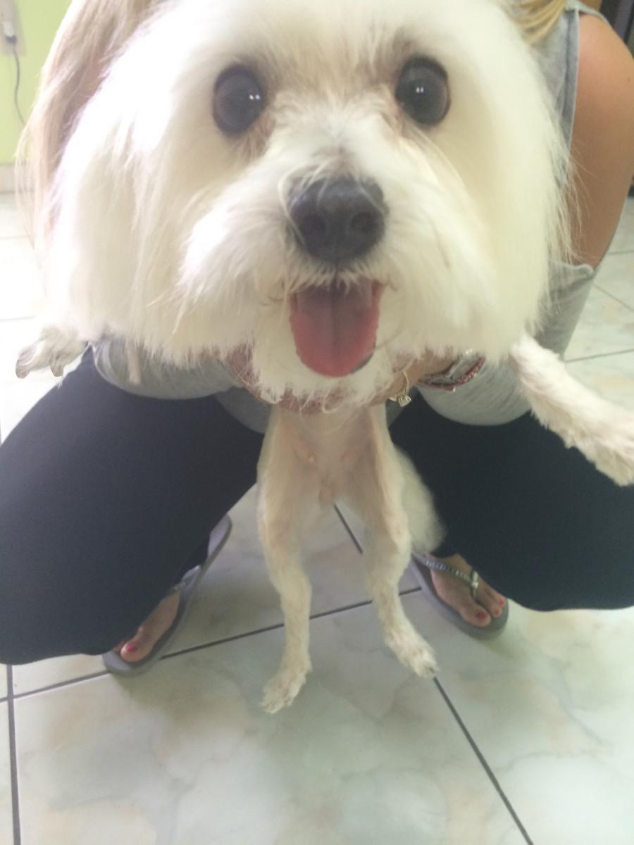 Image of Snowball, Lost Dog