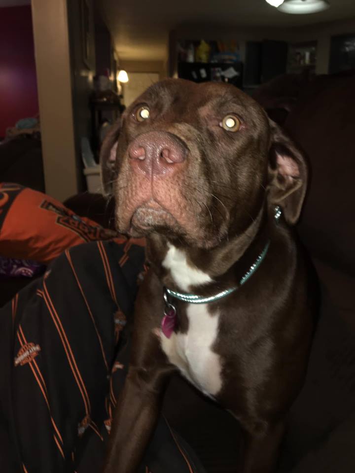 Image of DIXIELYN, Lost Dog