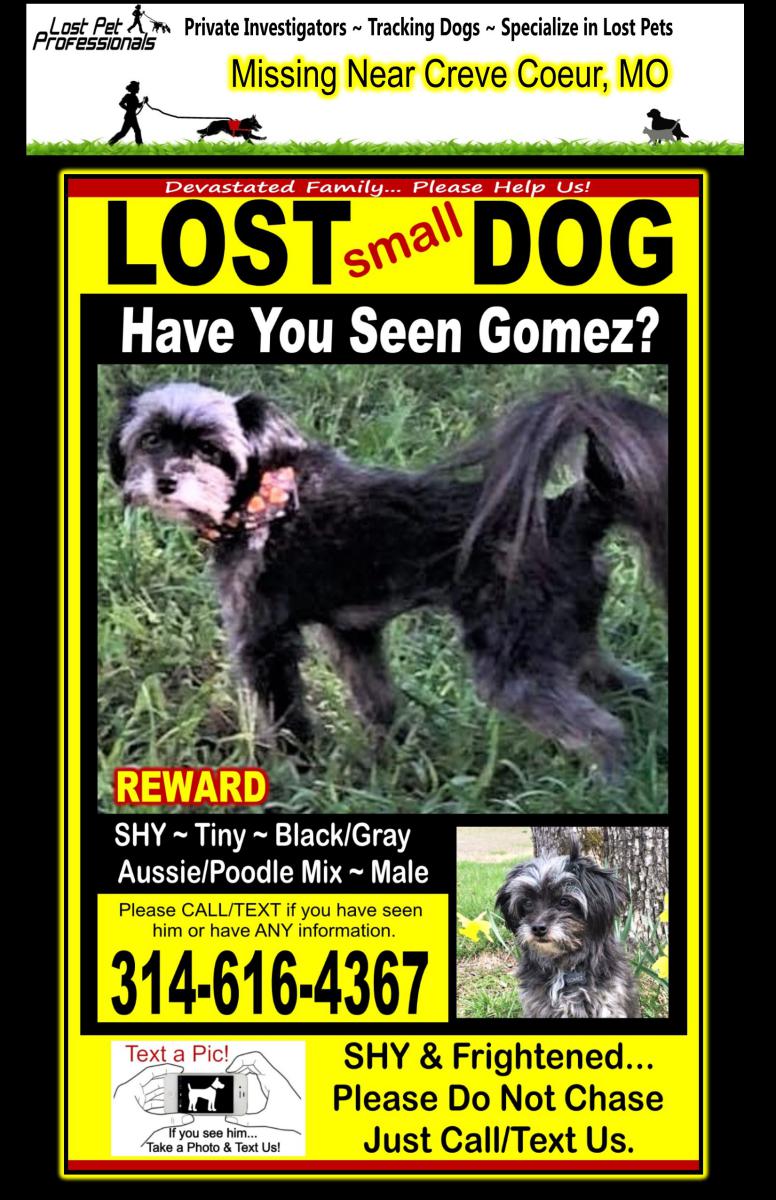 Image of Gomez, Lost Dog