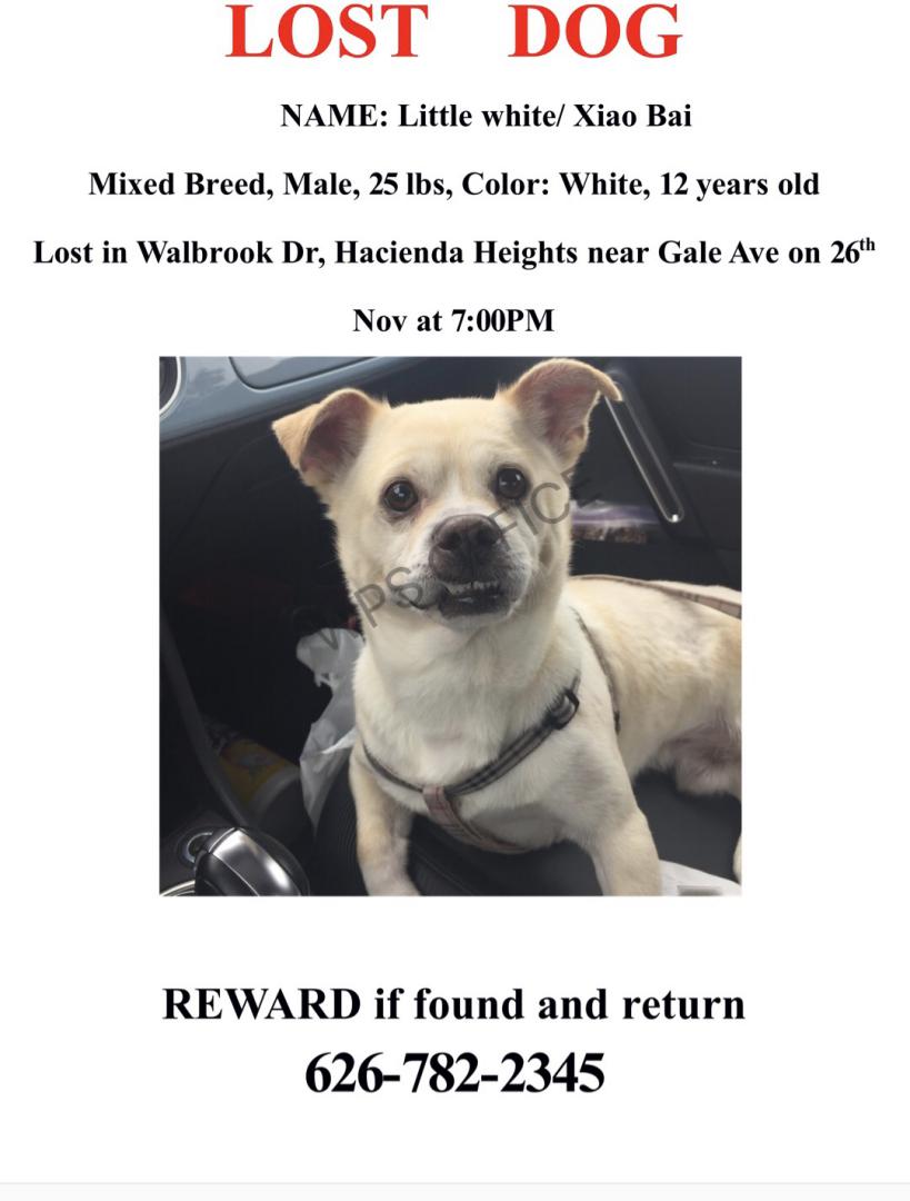 Image of XiaoBai/Little White, Lost Dog