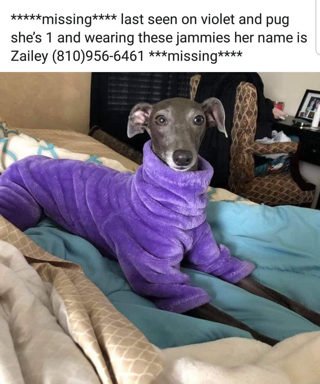 Image of Zailey, Lost Dog