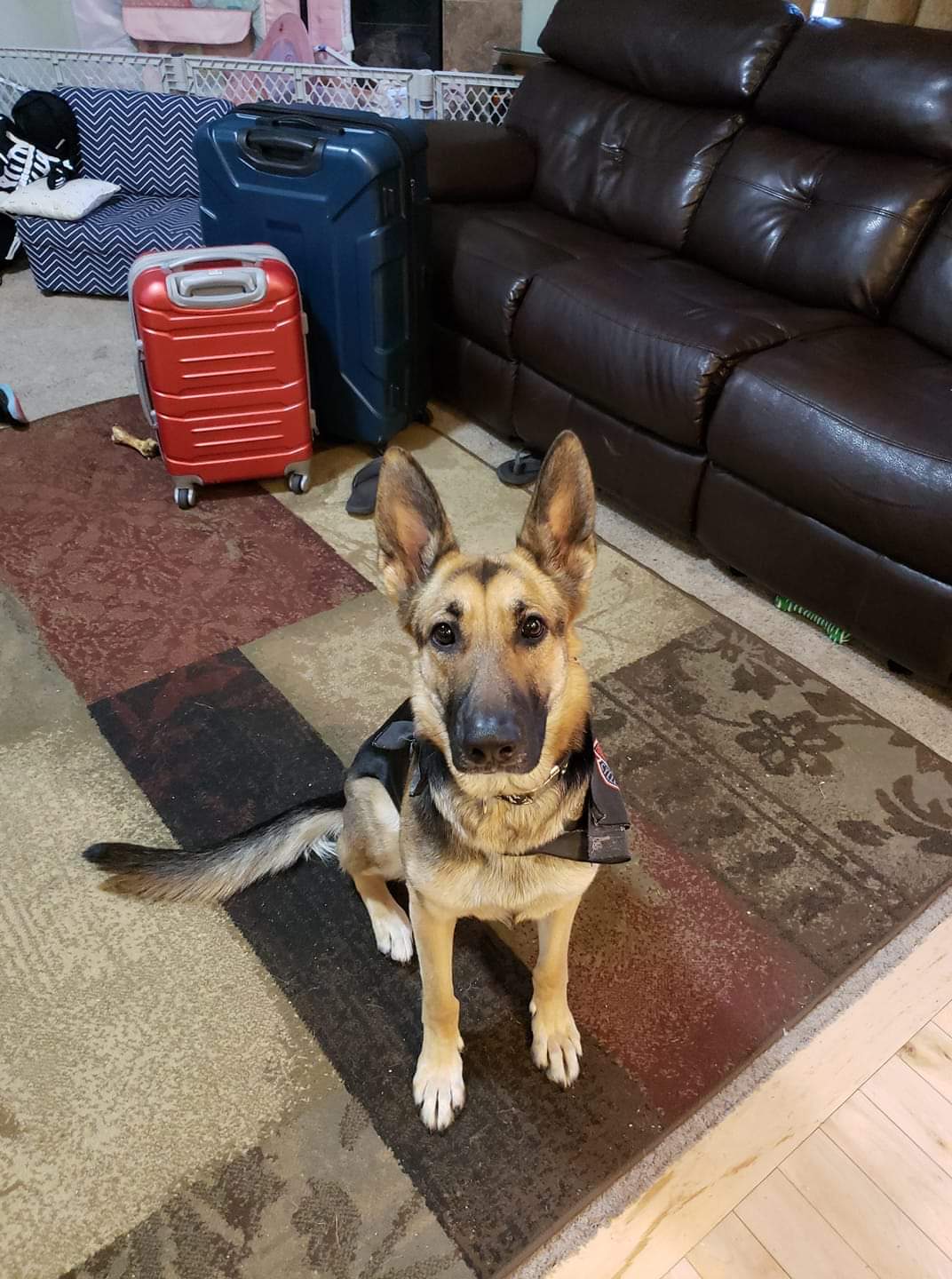 Image of Riley, Lost Dog