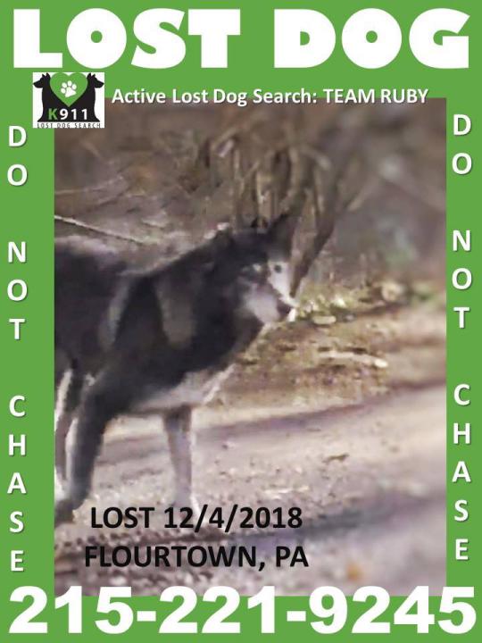 Image of TORI, Lost Dog