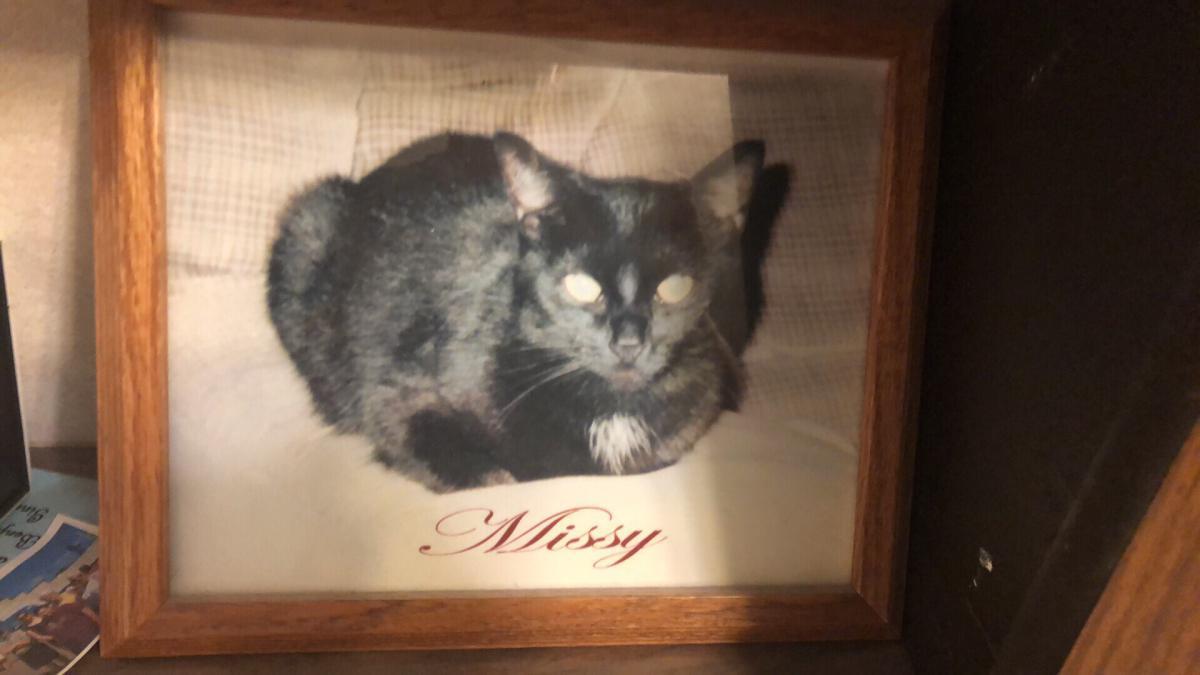 Image of Missy and Kitty, Lost Cat