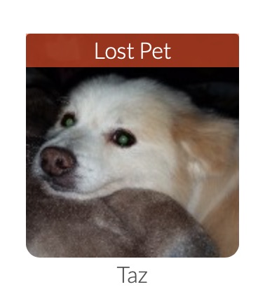 Image of Taz, Lost Dog