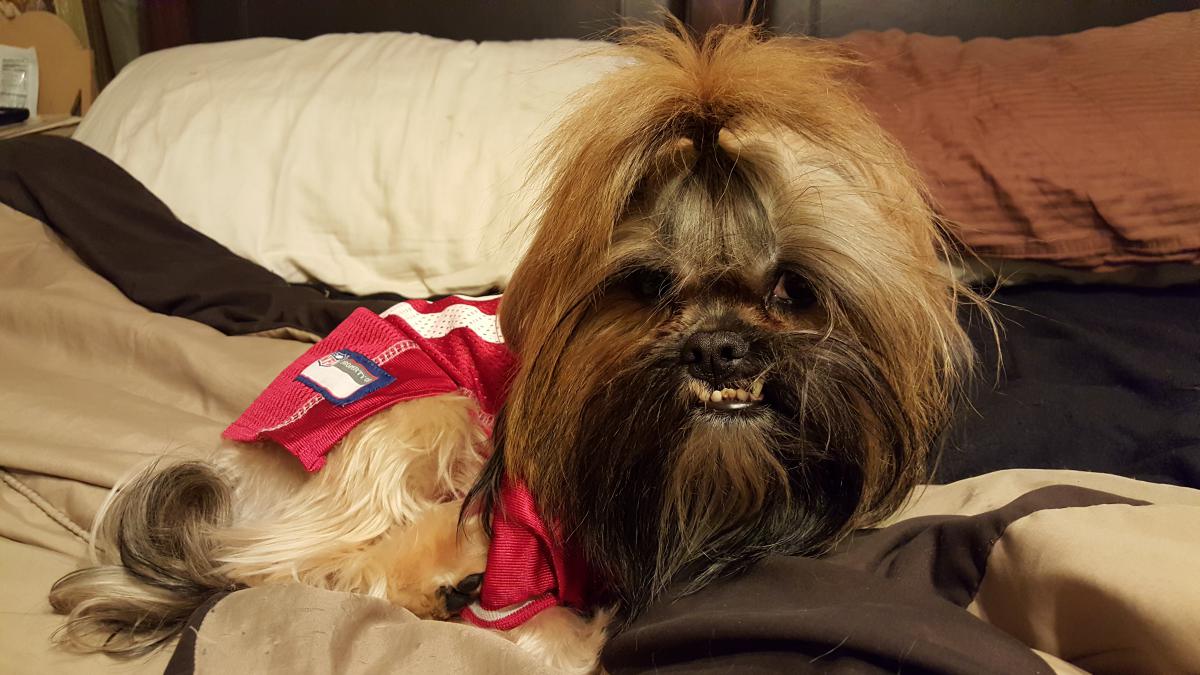 Image of Chewbacca, Lost Dog