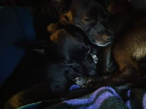 Image of Pippy and nite, Lost Dog