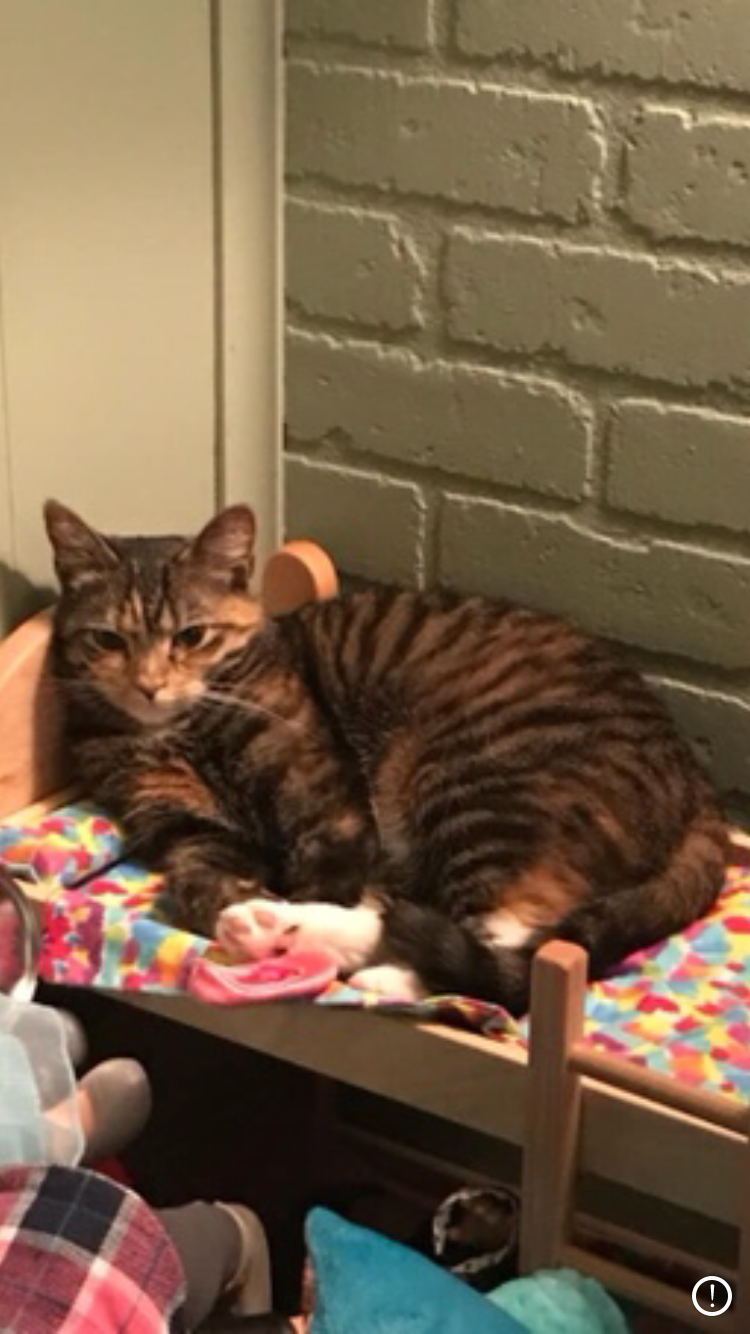 Image of Mazie or Mae Mae, Lost Cat