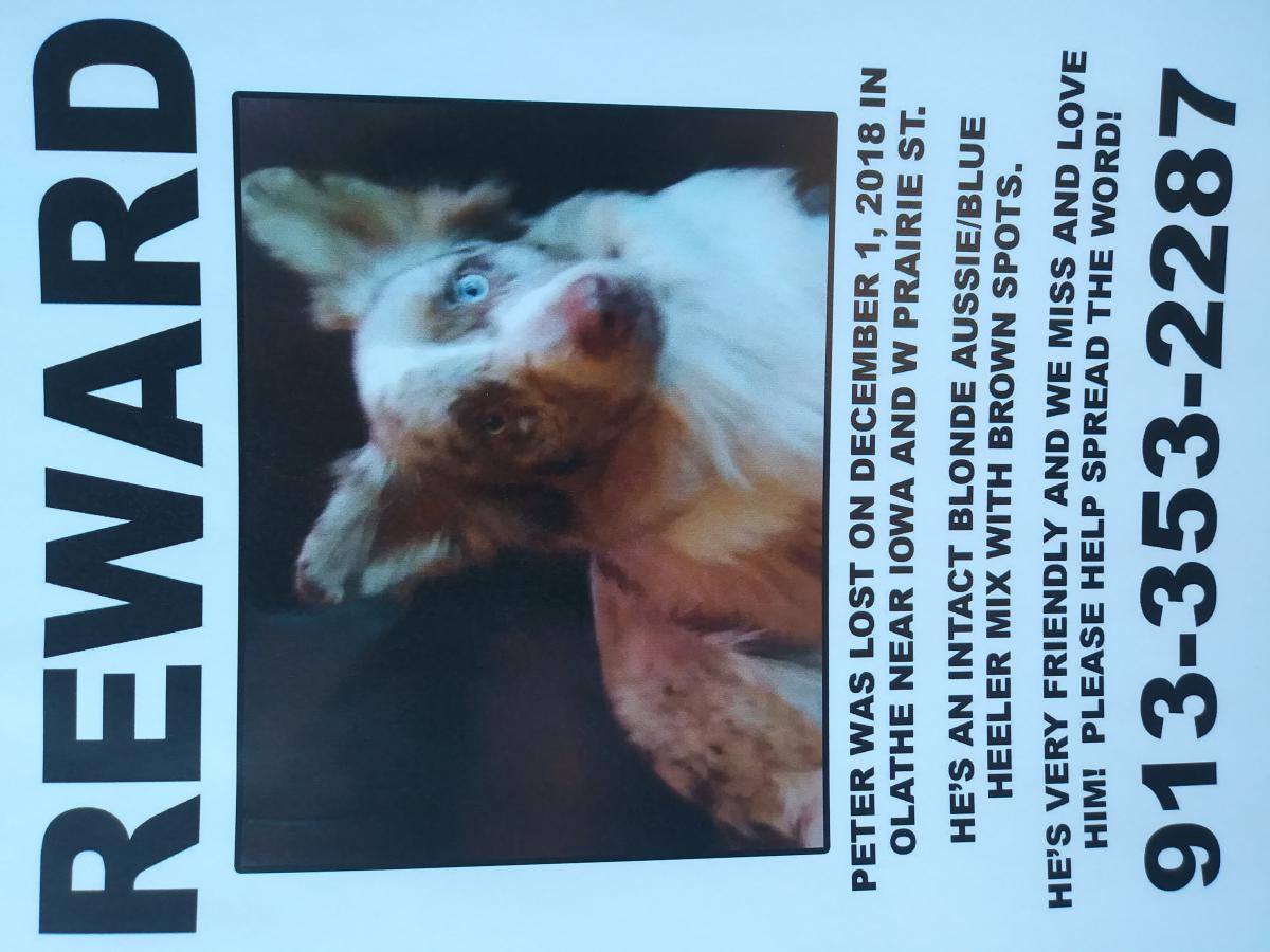 Image of Peter, Lost Dog