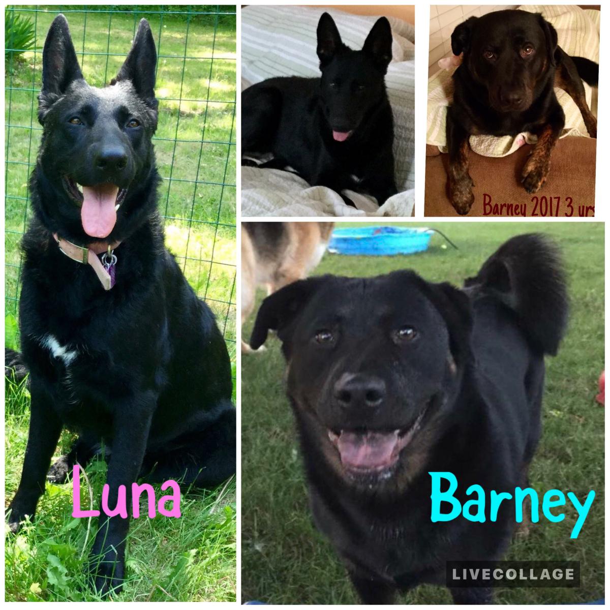 Image of Luna & Barney, Lost Dog