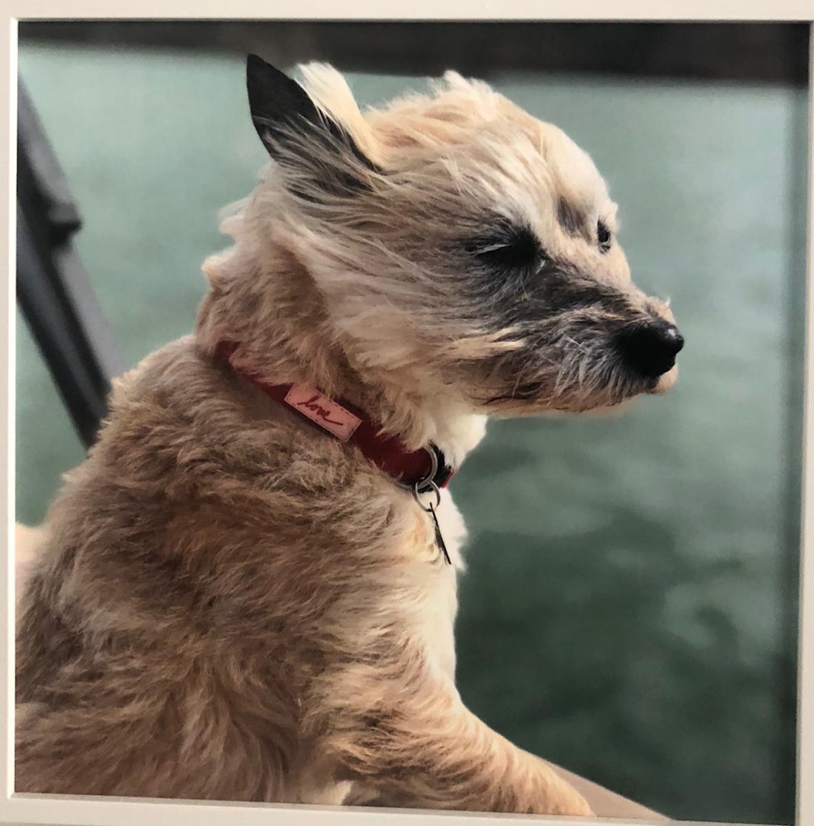 Image of MOLLY, Lost Dog