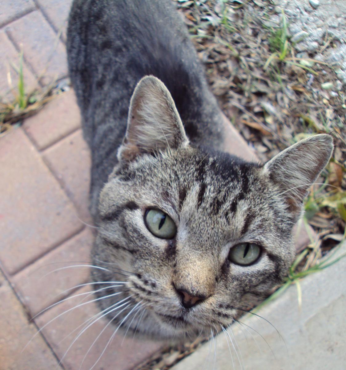Image of unknown, Tommy Boy, Found Cat