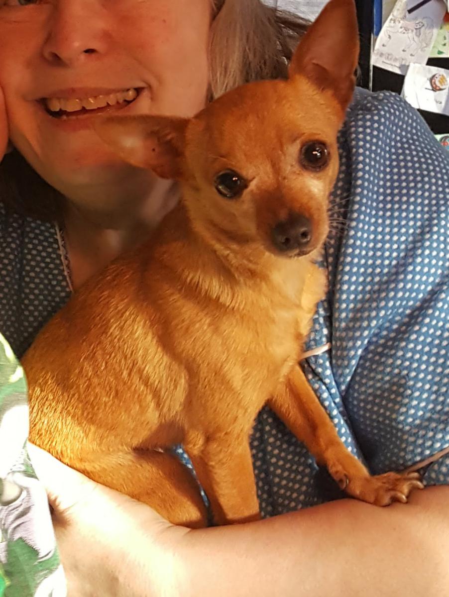 Image of Lily, Lost Dog