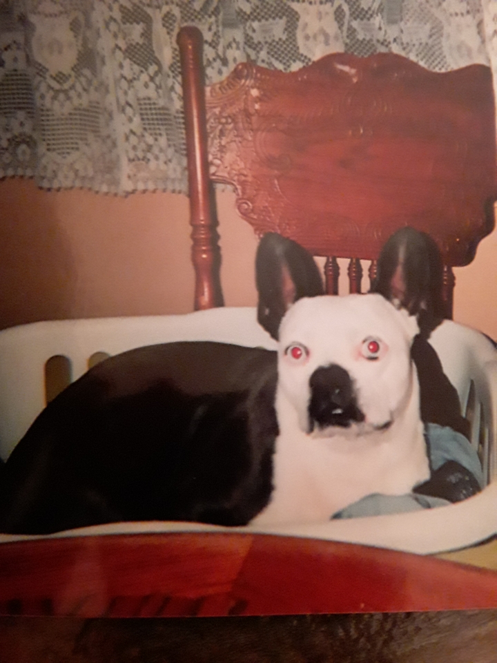 Image of Charlie brown, Lost Dog
