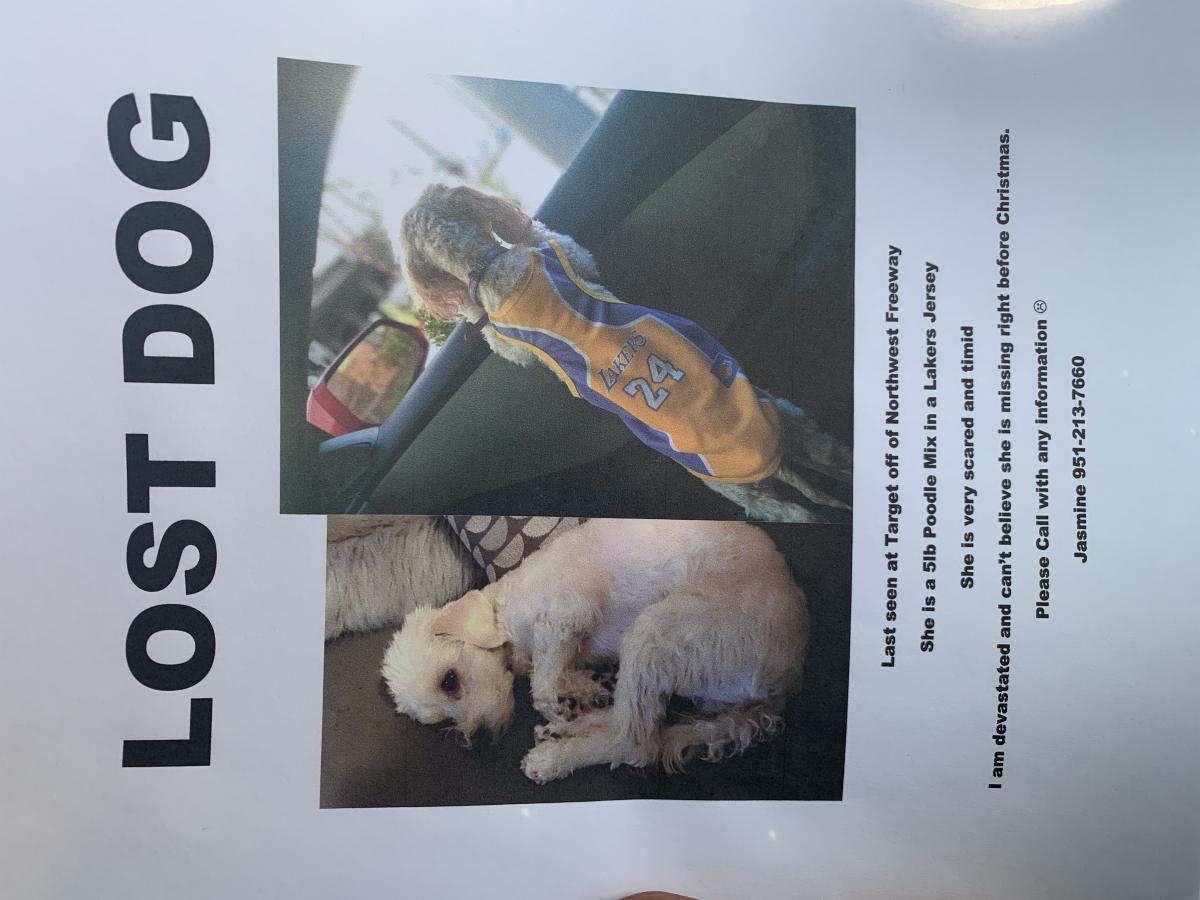 Image of Fefe, Lost Dog