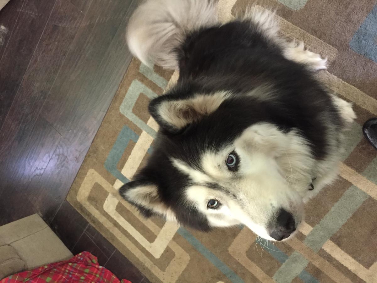 Image of Thorin, Lost Dog