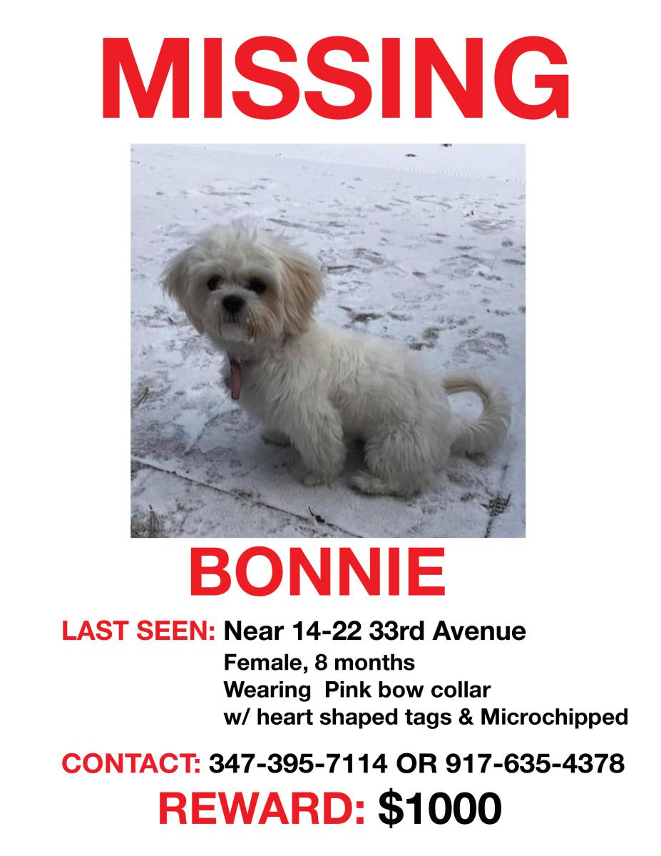 Image of Bonnie, Lost Dog