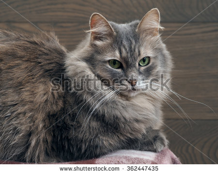 Image of Aunt ester, Lost Cat