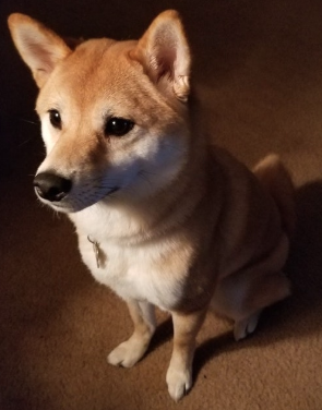 Image of Kira, Lost Dog