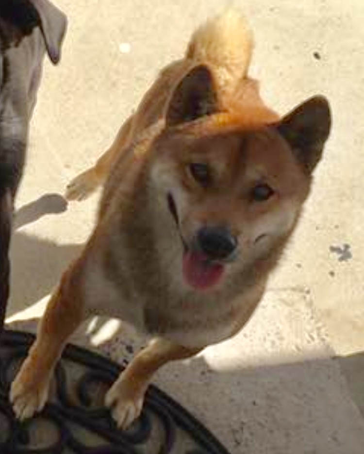 Image of Fox “Totie”, Lost Dog