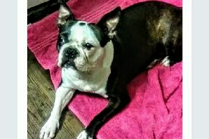 Image of Lily Lynn, Lost Dog
