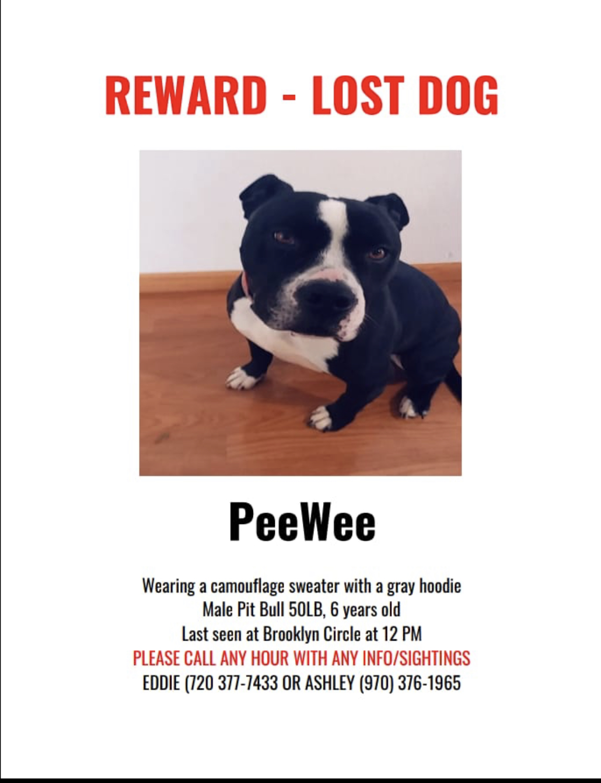 Image of PeeWee, Lost Dog