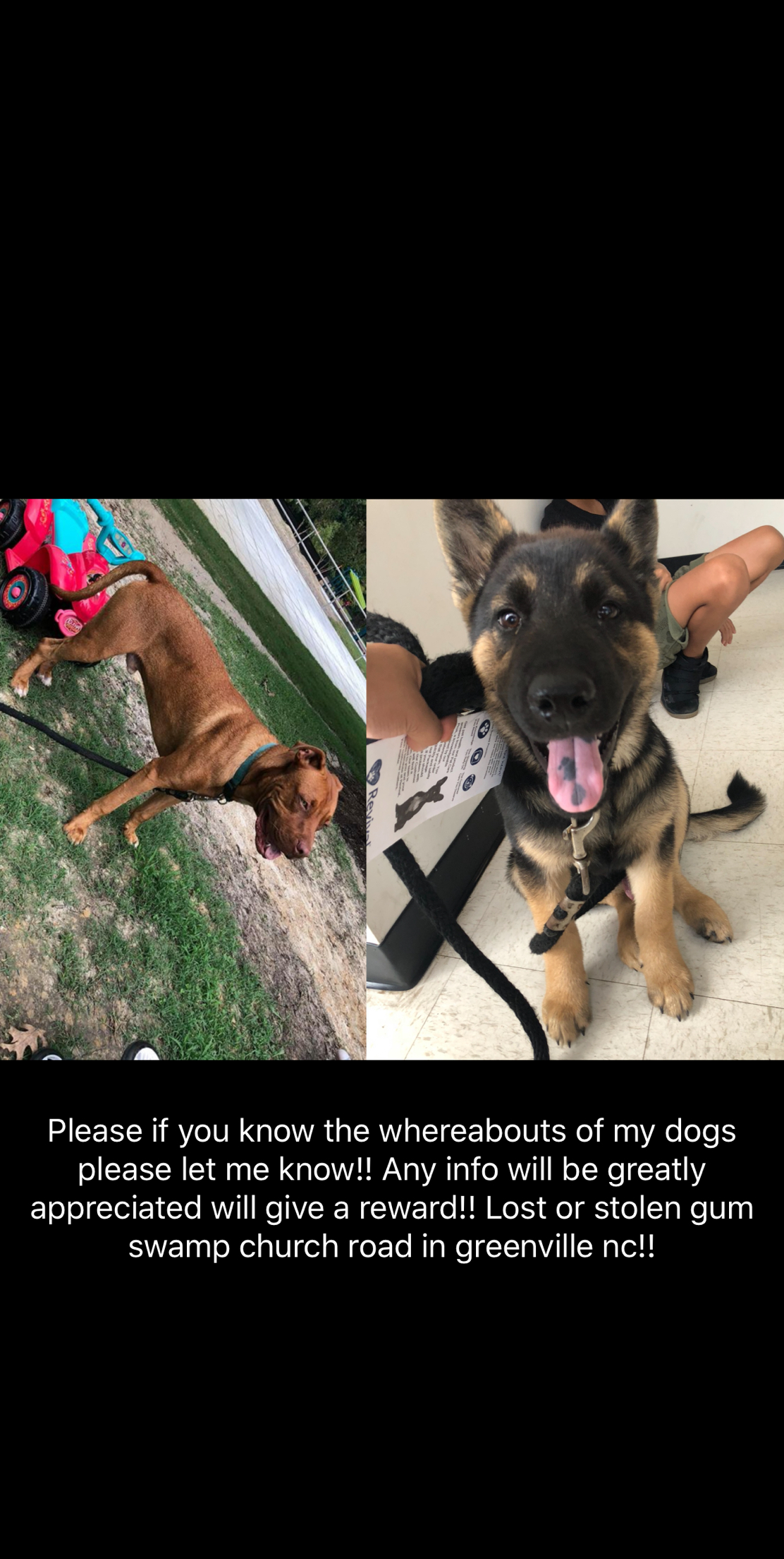 Image of Kaiser and Renato, Lost Dog