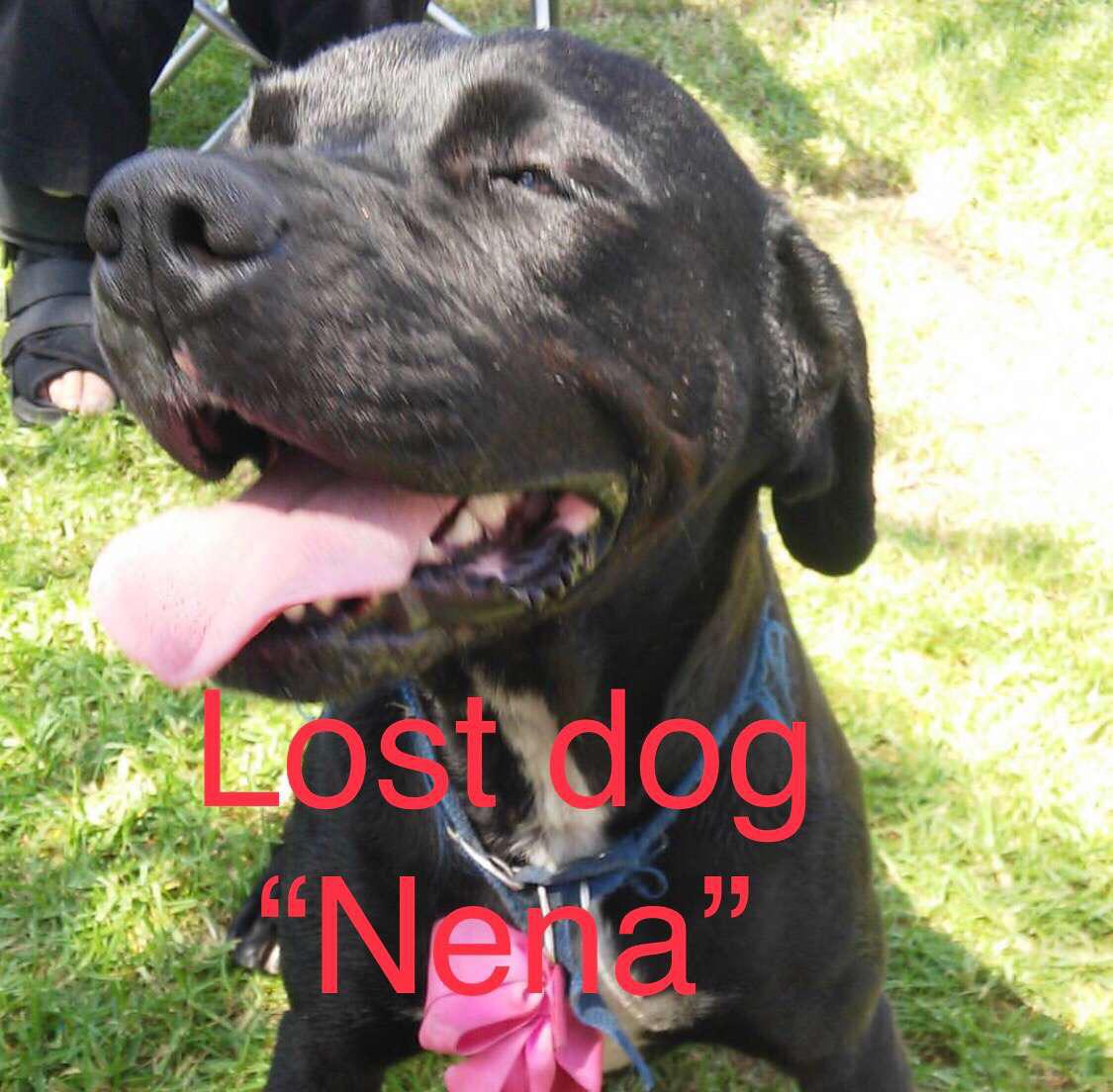 Image of Nena, Lost Dog