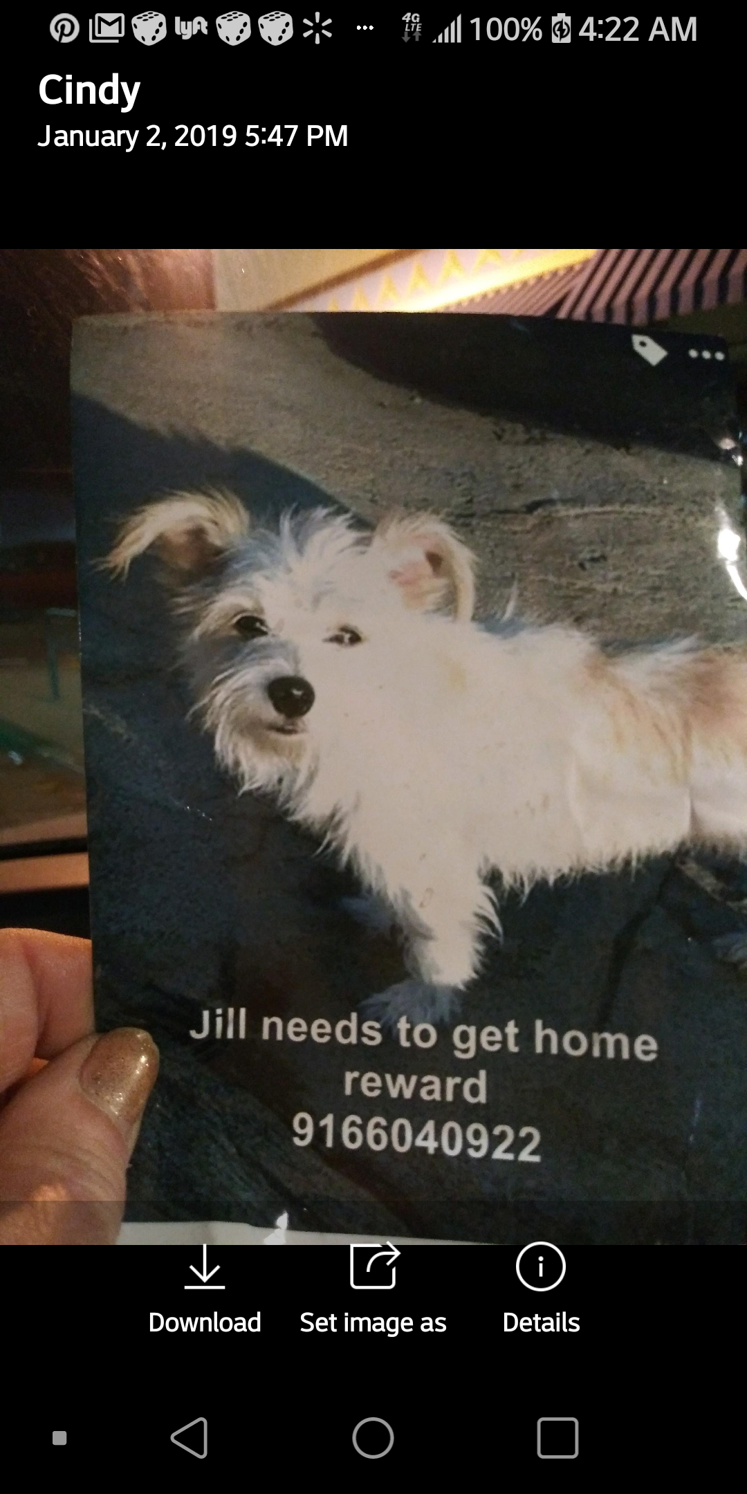 Image of Jilly, Lost Dog