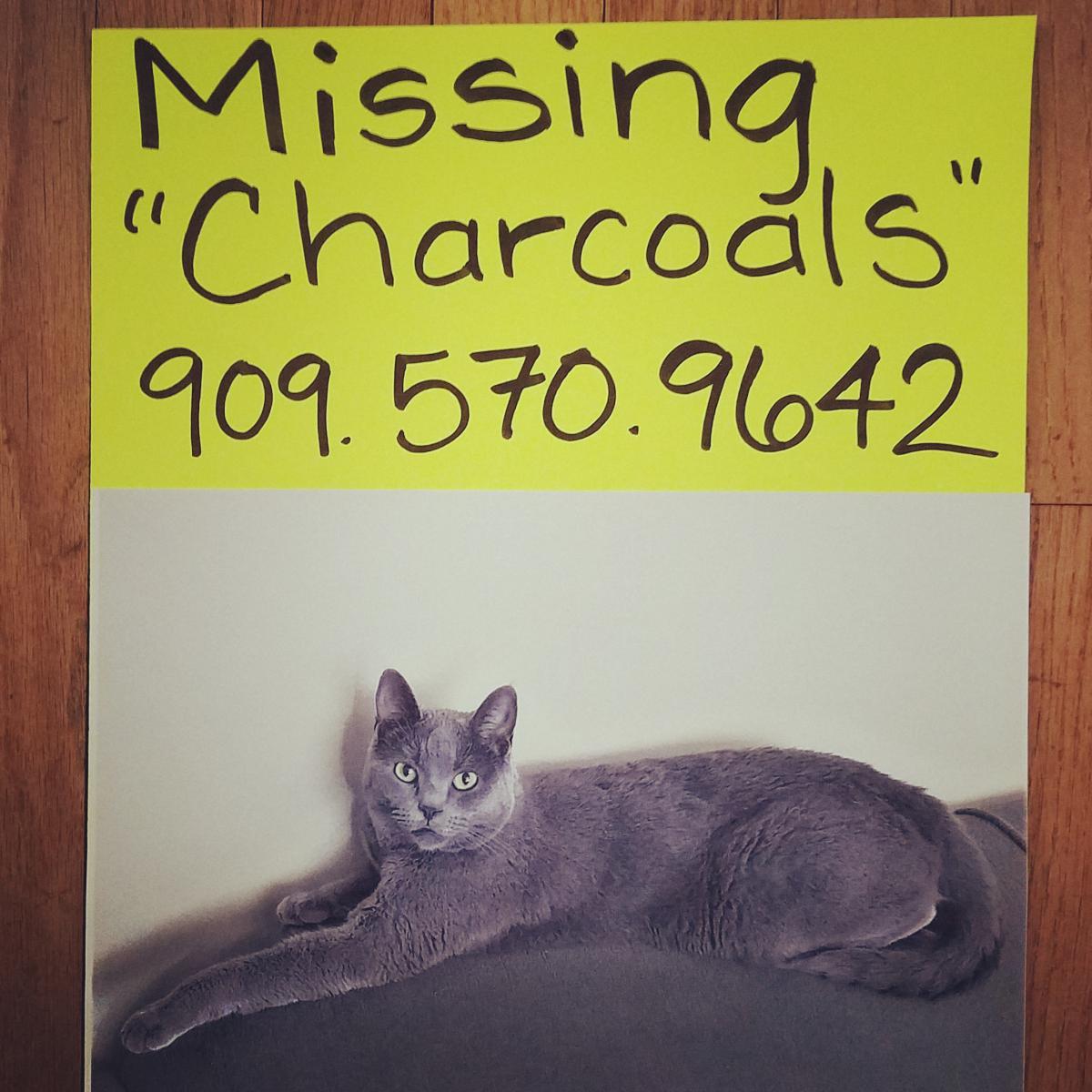 Image of Charcoals, Lost Cat