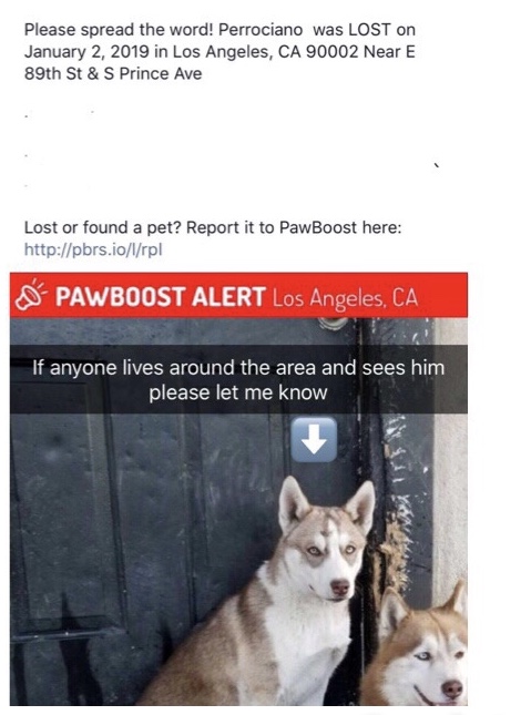 Image of Perrosiano, Lost Dog