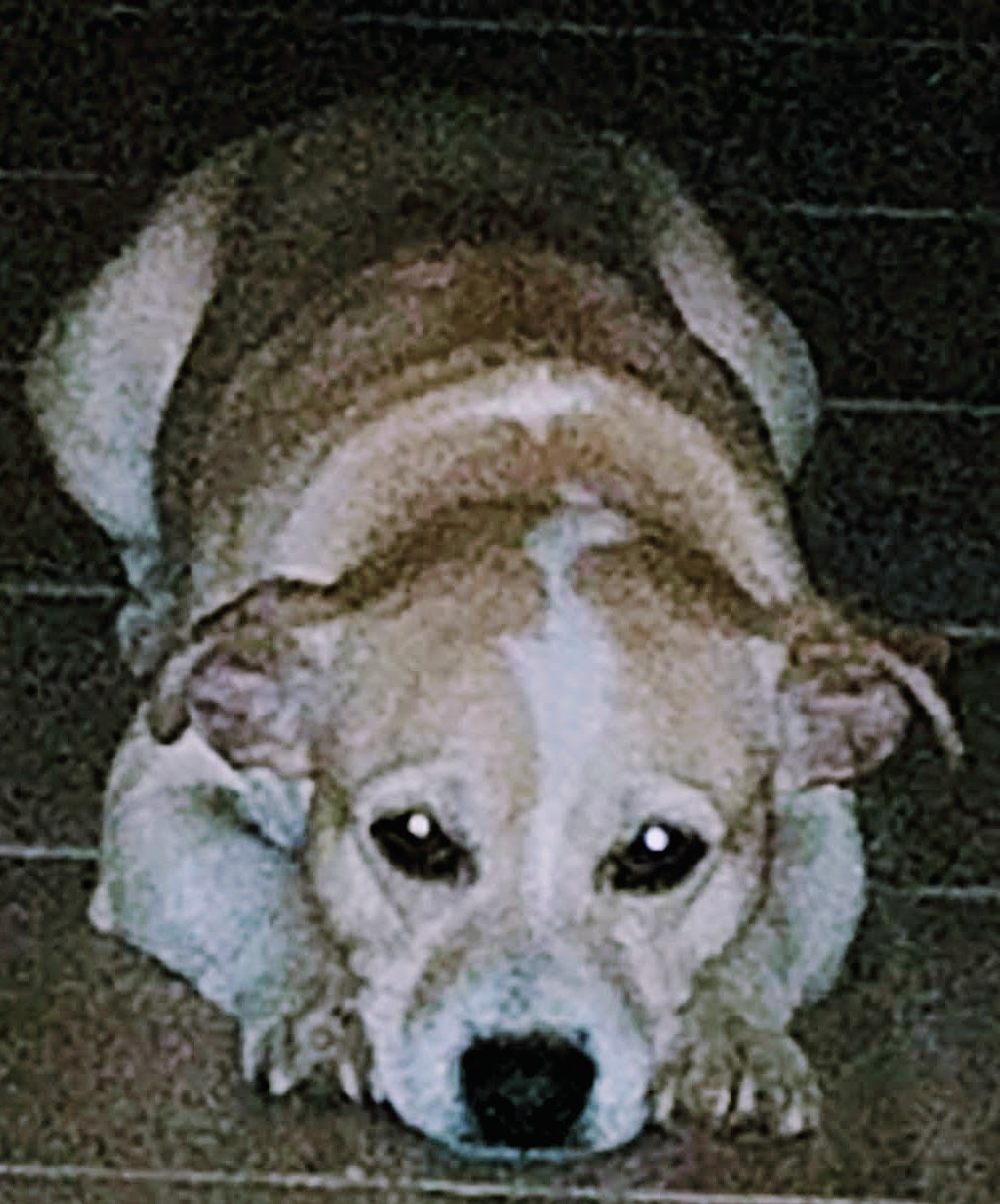 Image of Koko, Lost Dog