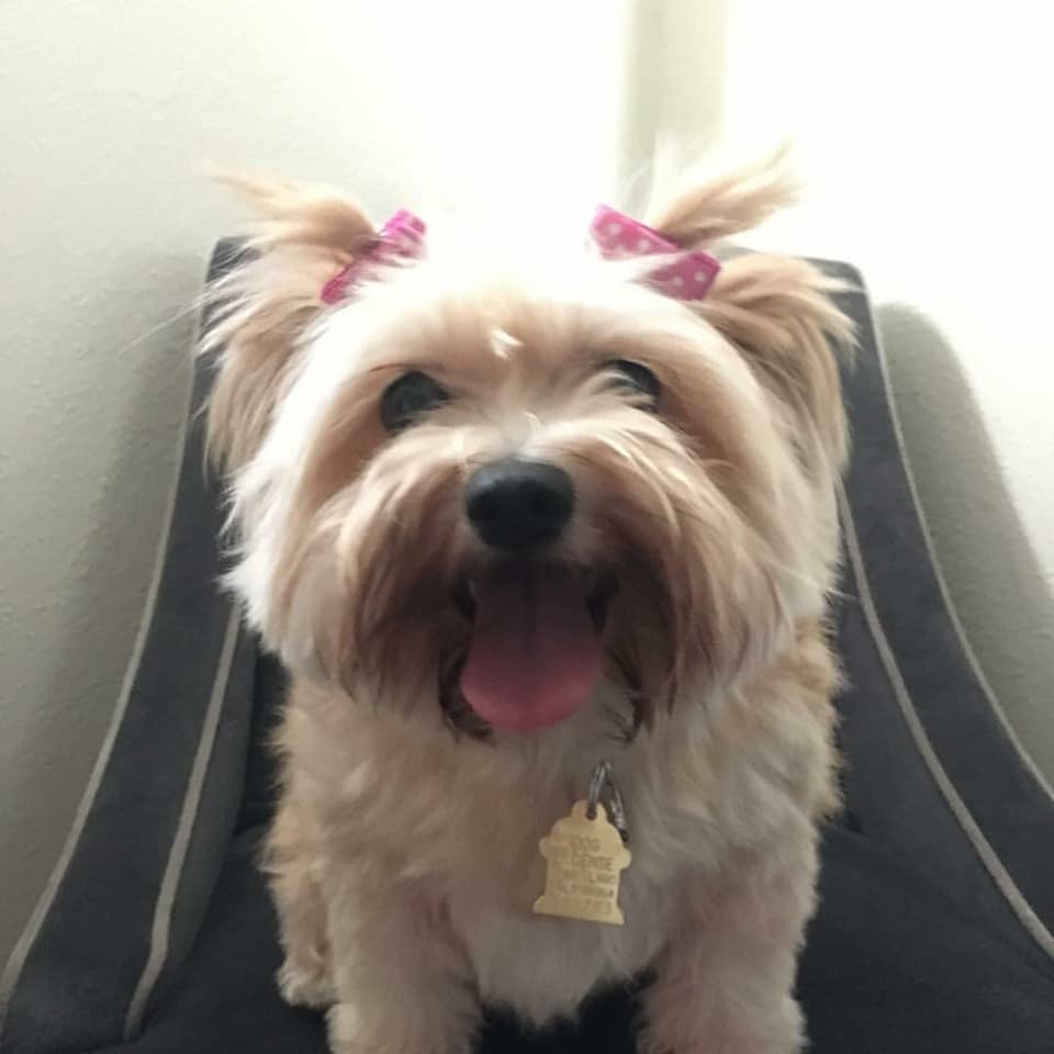 Image of Buttercup, Lost Dog