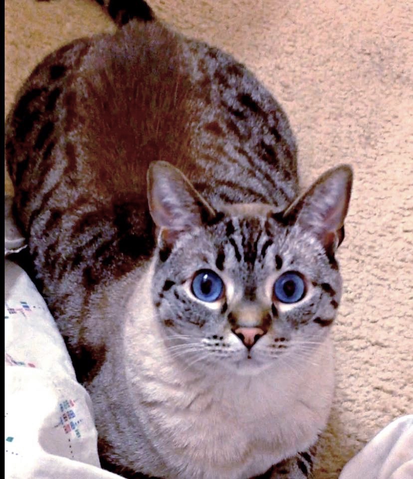 Image of Lily Bug, Lost Cat
