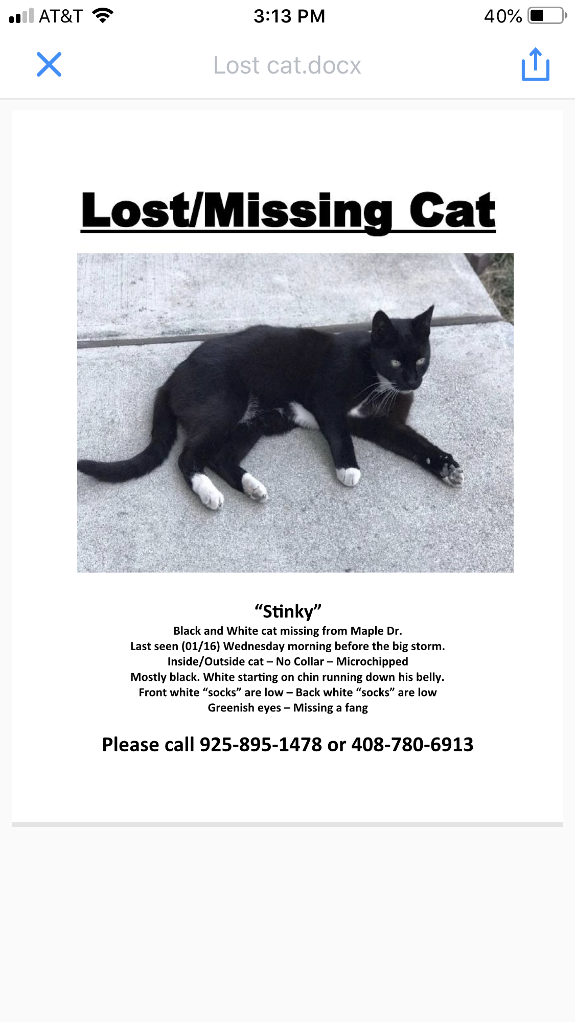 Image of Stinky, Lost Cat