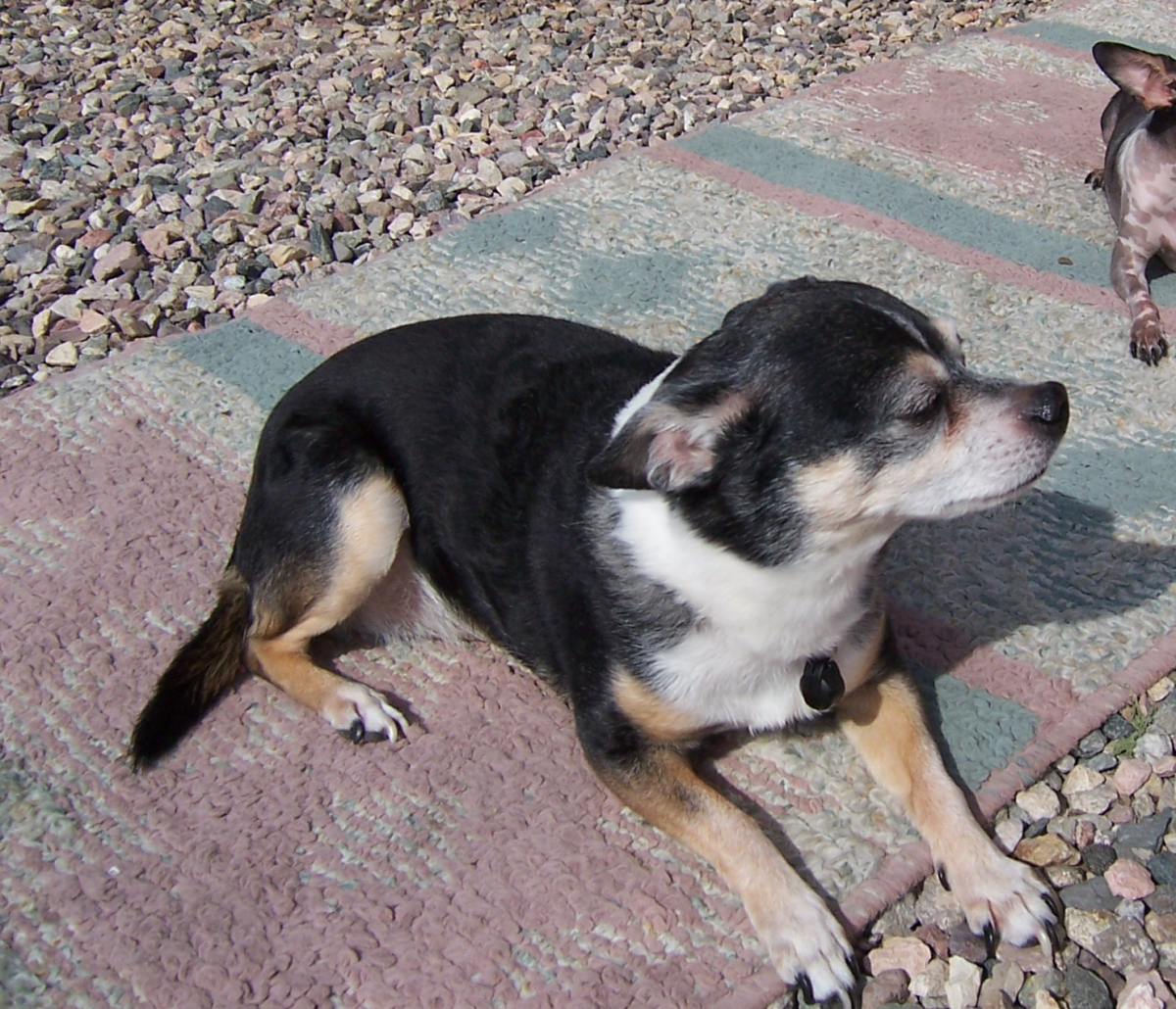 Image of Trixie, Lost Dog