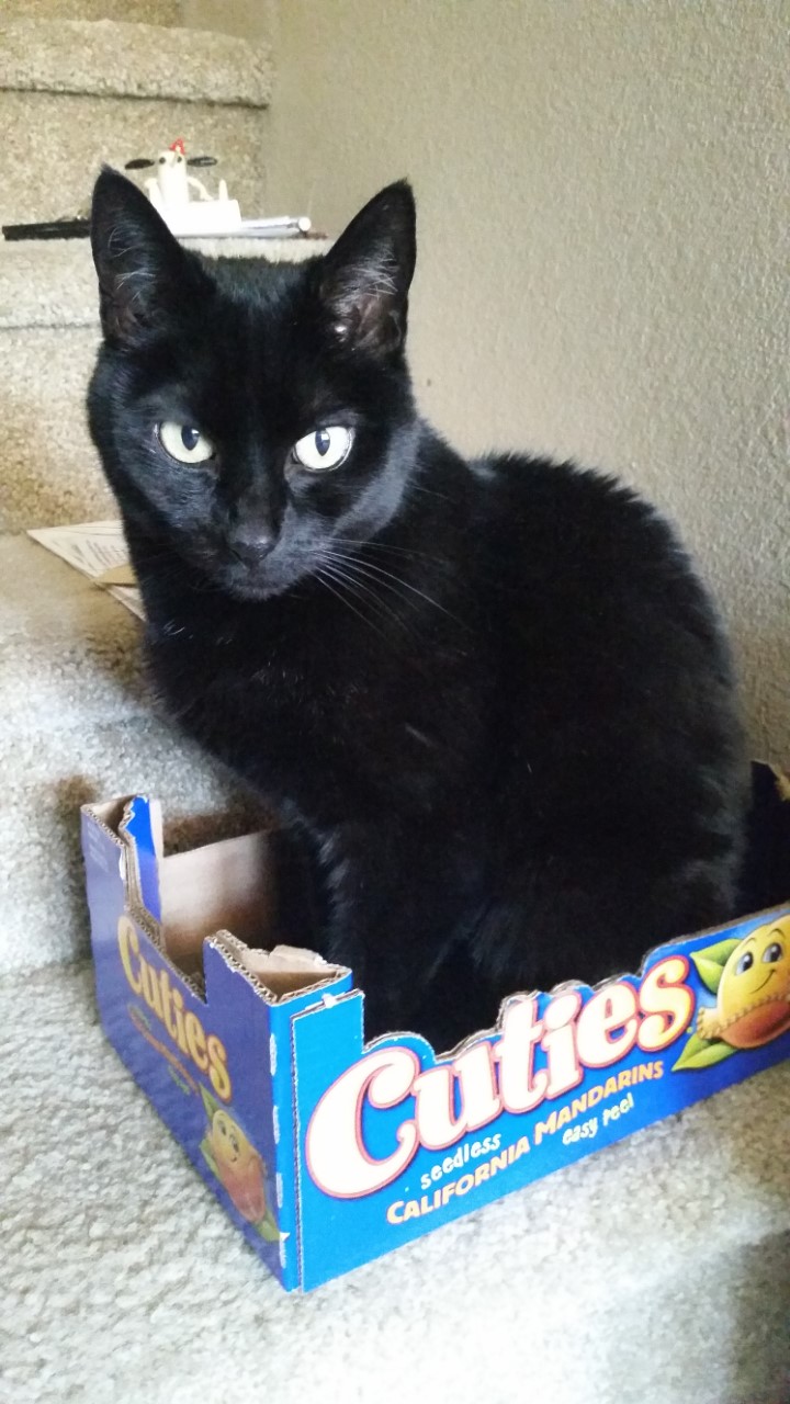 Image of Guinness, Lost Cat