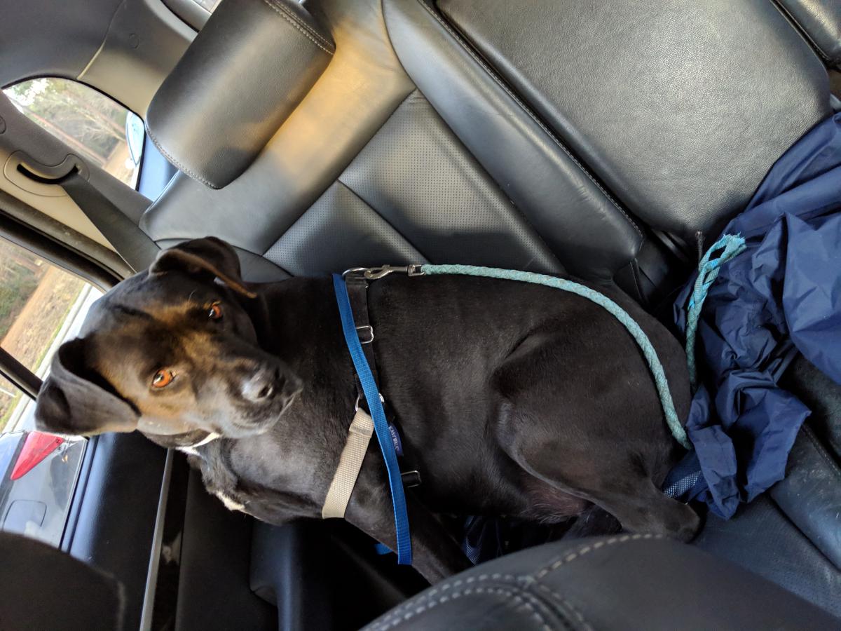 Image of Unknown female, Found Dog