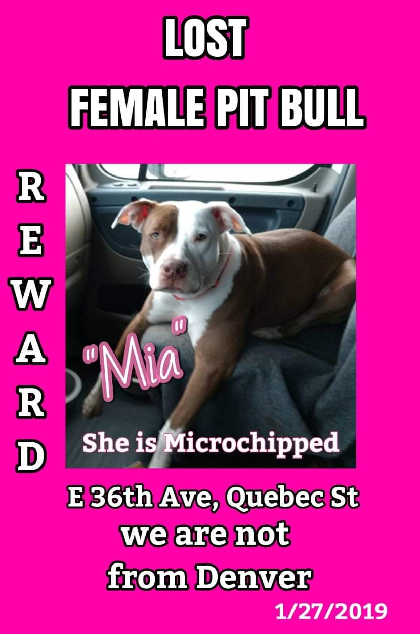 Image of Maia, Lost Dog