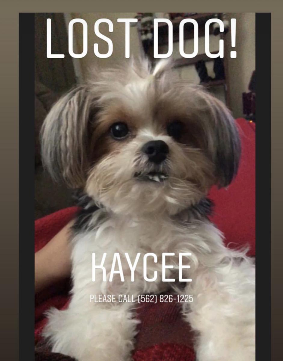 Image of Kaycee, Lost Dog