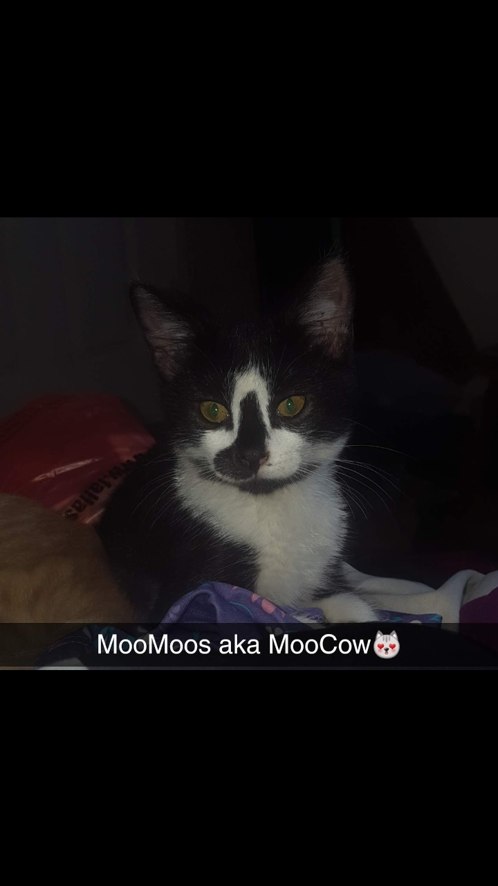 Image of MooMoos, Lost Cat