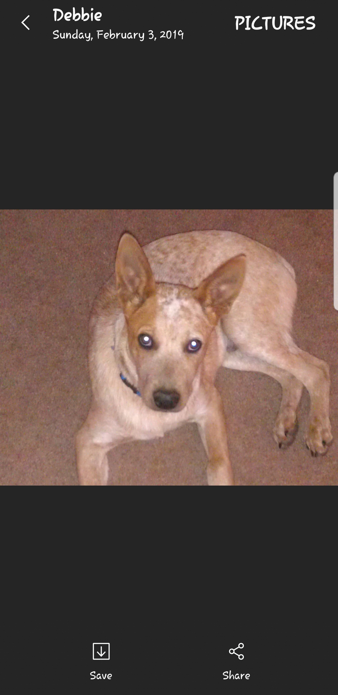 Image of Sam, Lost Dog