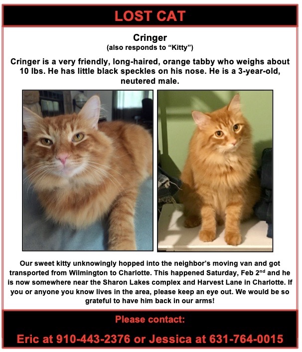 Image of Cringer, Lost Cat