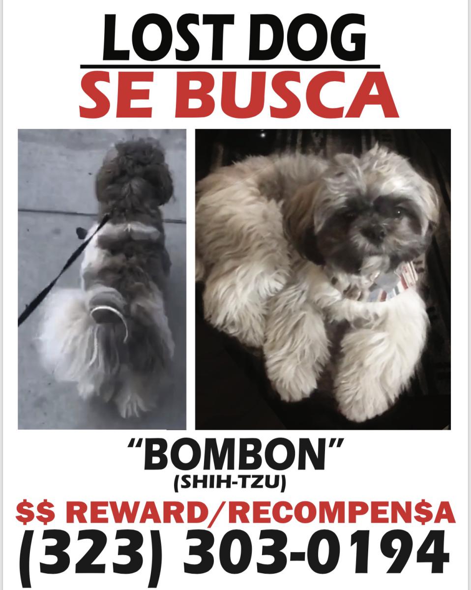 Image of Bombon, Lost Dog