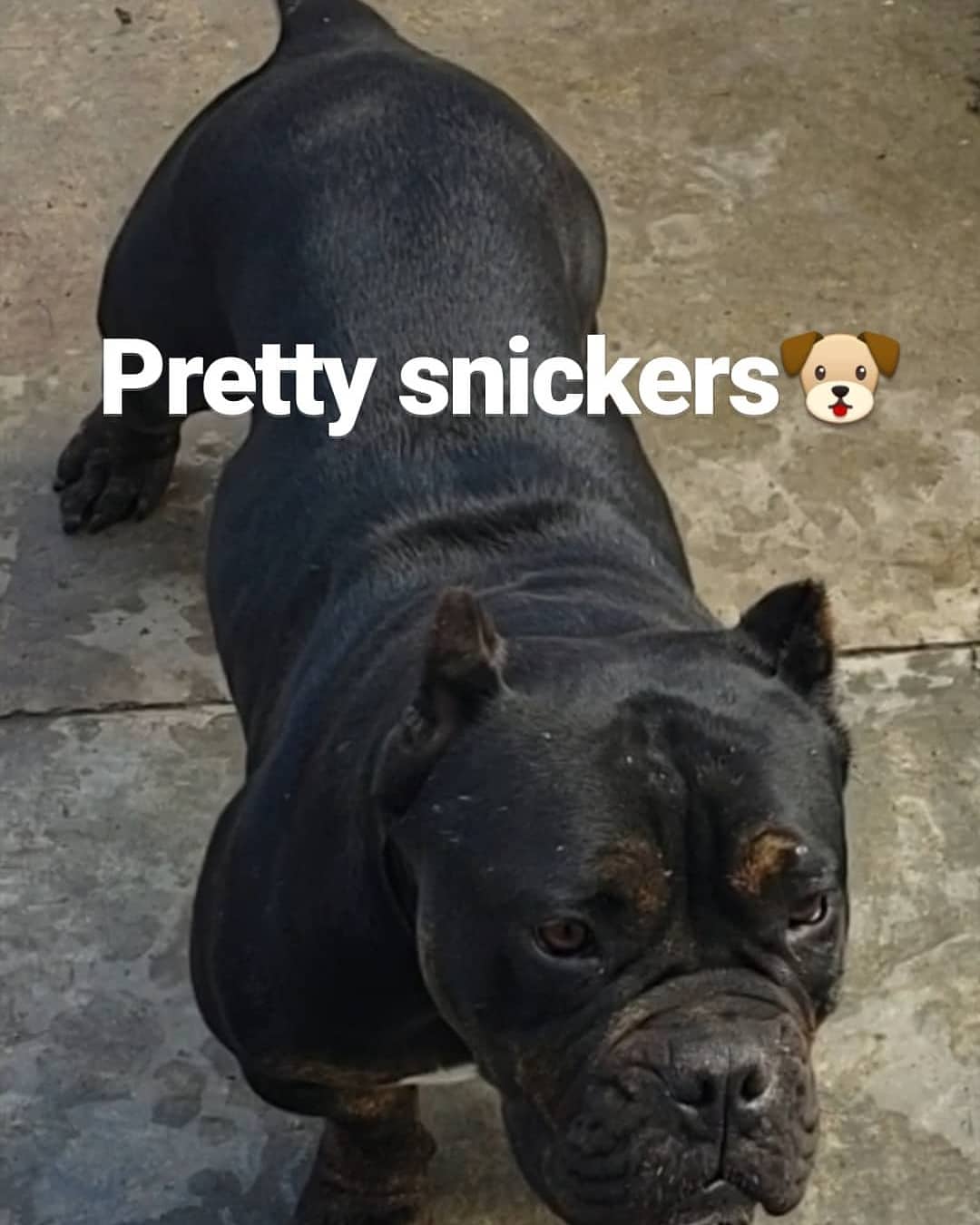 Image of Snickers, Lost Dog