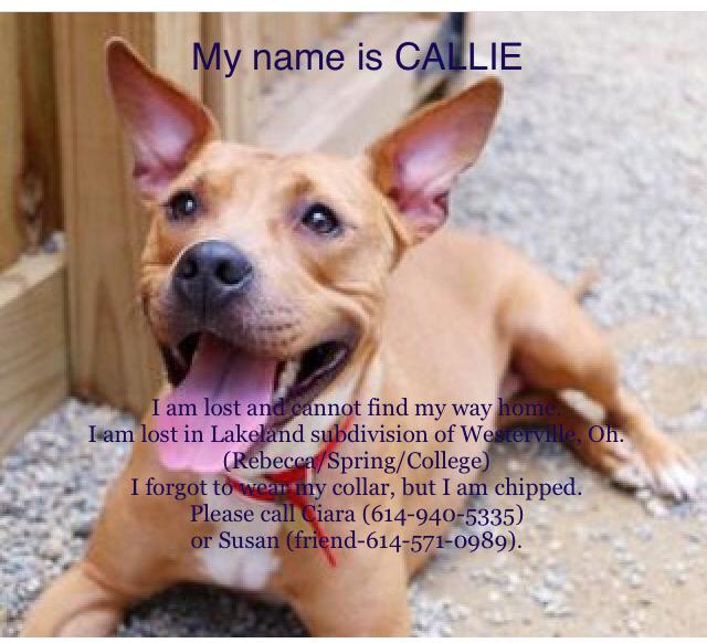 Image of Callie (chipped), Lost Dog