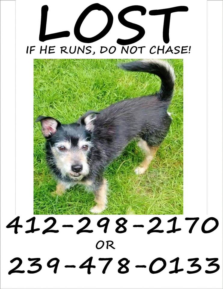 Image of Travis, Lost Dog