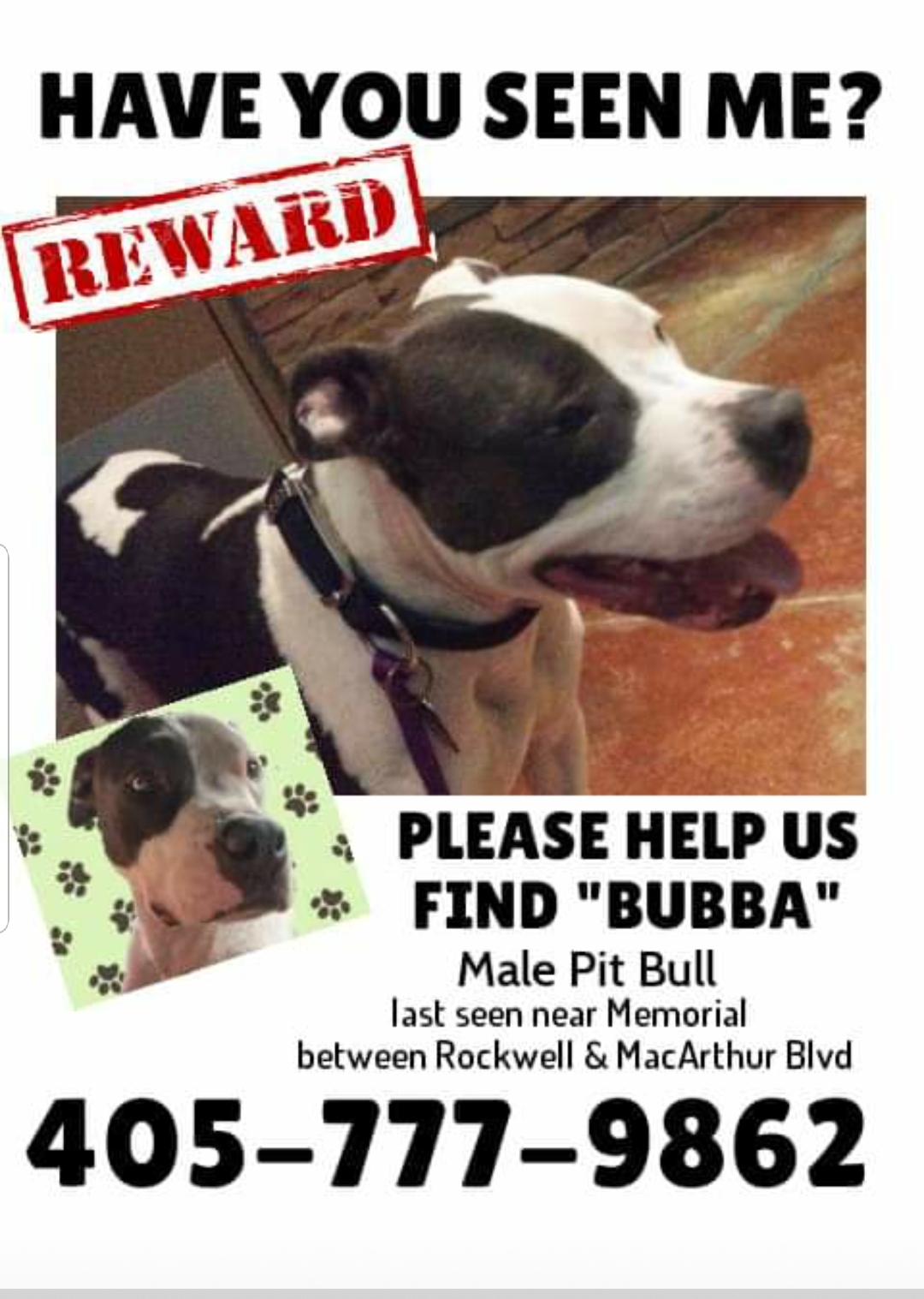 Image of Bubba, Lost Dog